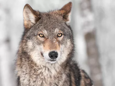 Loup Crédit Hkuchera