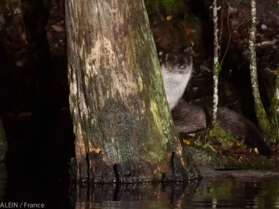 loutre