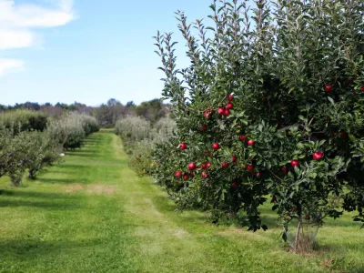 Pesticides dans l'arboriculture : France Nature Environnement et Générations futures saisissent la justice