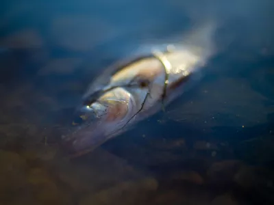 eau polluée poisson mort