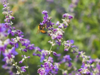 COP15 Biodiversité : un accord en trompe-l'oeil ? 