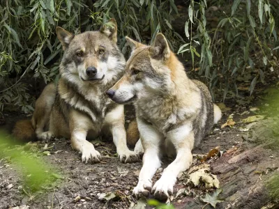 photo d'un couple de loups