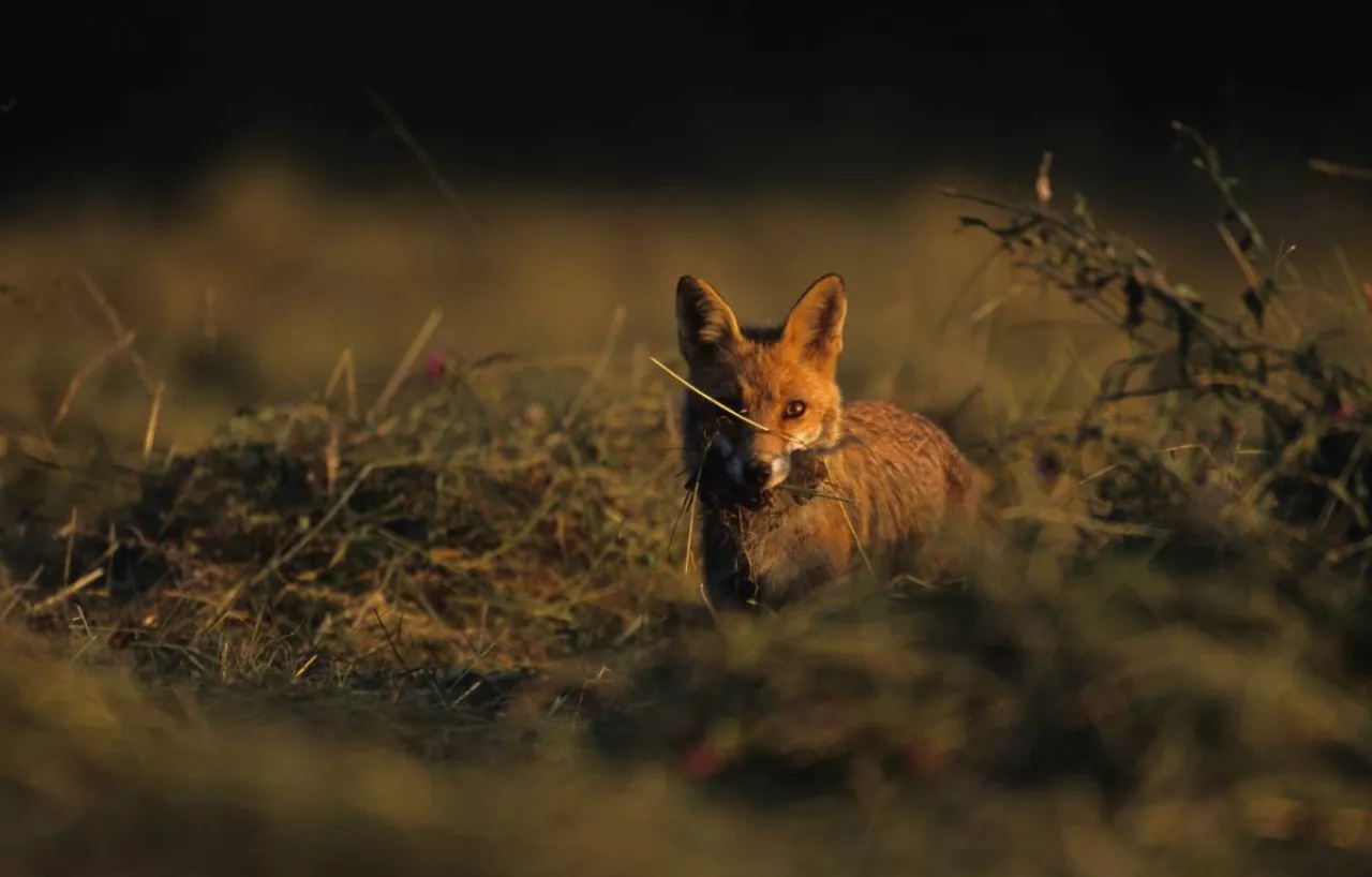 Renard_DRBlackbourn_0.jpg.webp?itok=JPxj2fuP