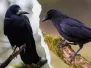 Photo de corbeau et corneille noire